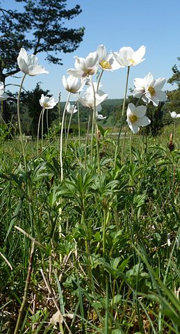 Anemone sylvestris